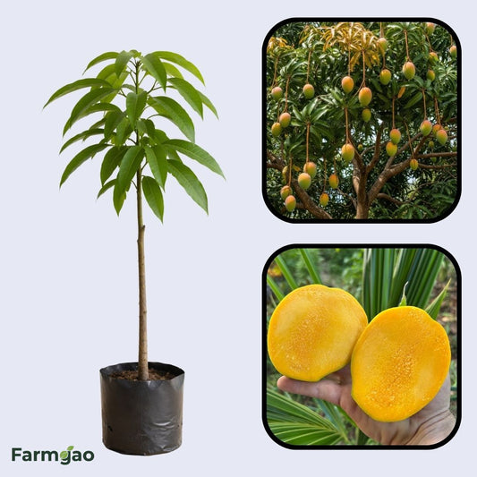 Sunrise Mango Aam Grafted Healthy Fruit Plant