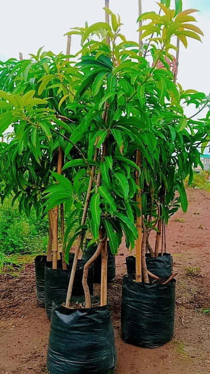 Sunrise Mango Aam Grafted Healthy Fruit Plant