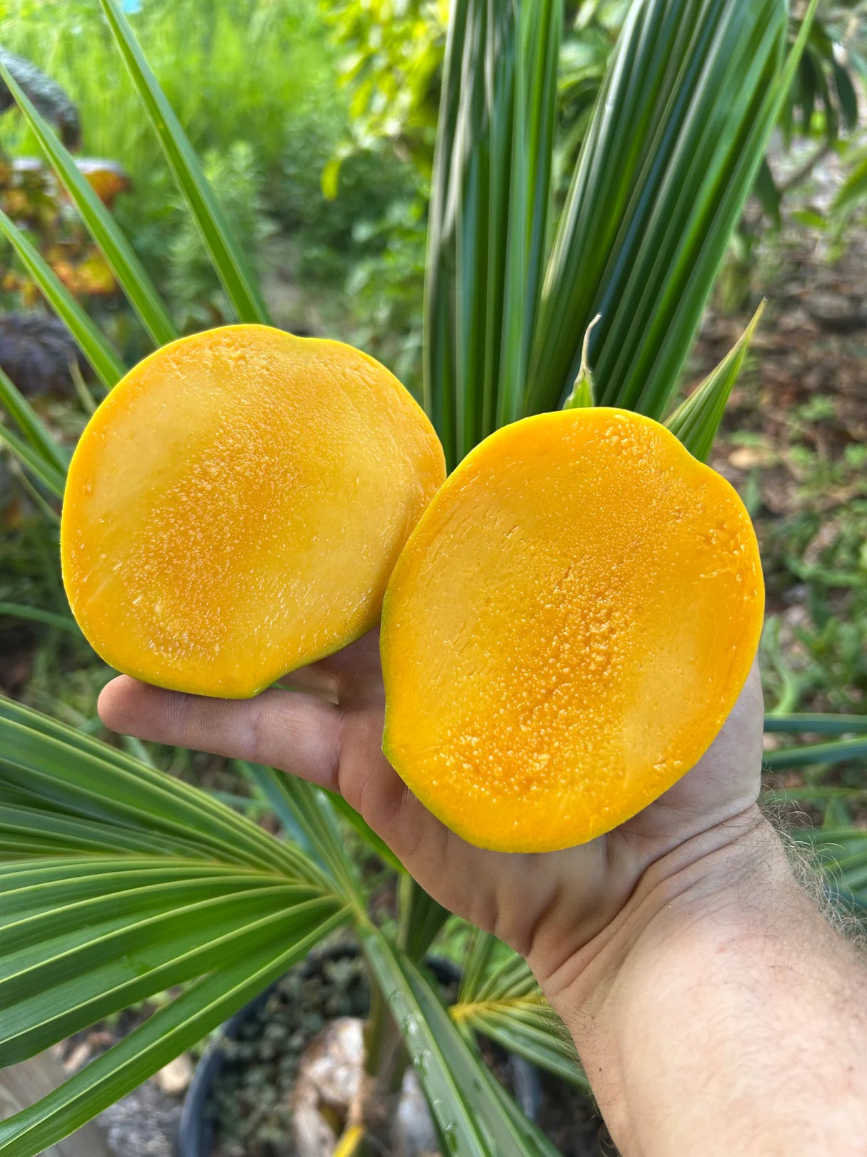 Sunrise Mango Aam Grafted Healthy Fruit Plant