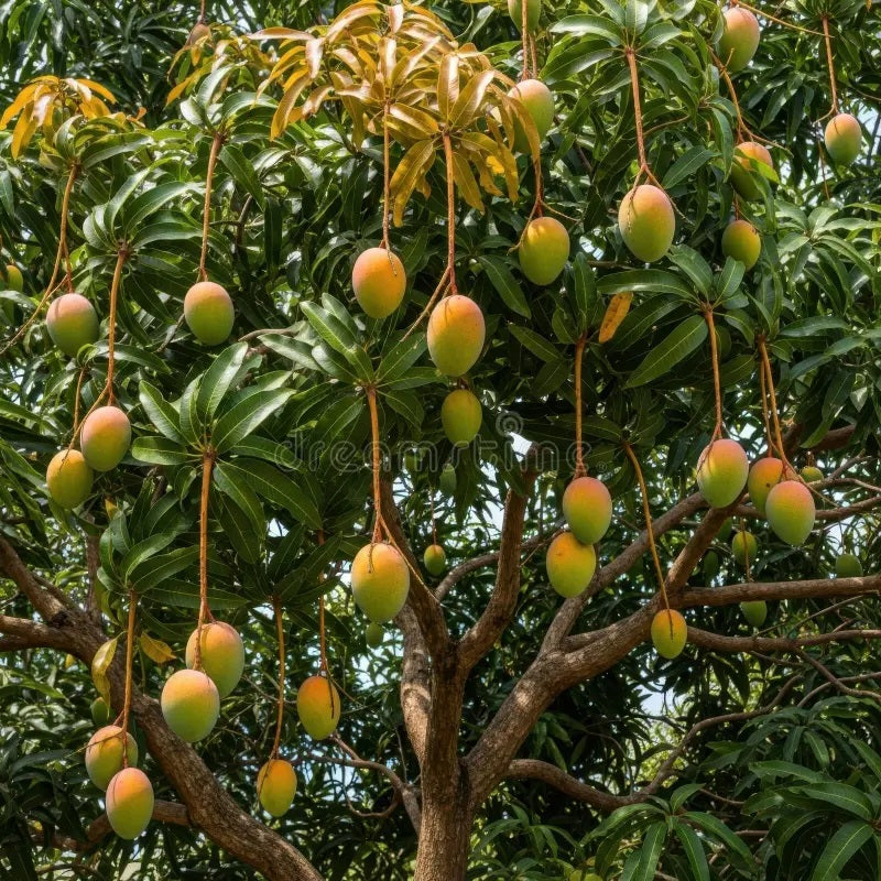 Sunrise Mango Aam Grafted Healthy Fruit Plant