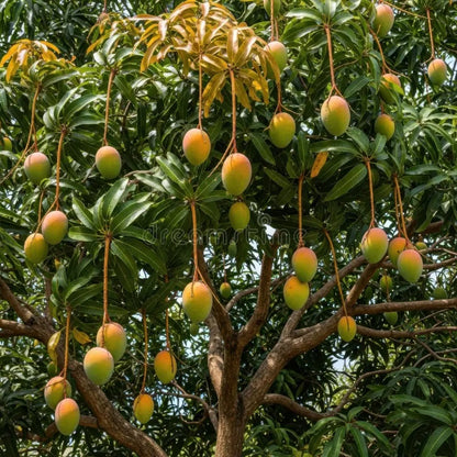 Sunrise Mango Aam Grafted Healthy Fruit Plant