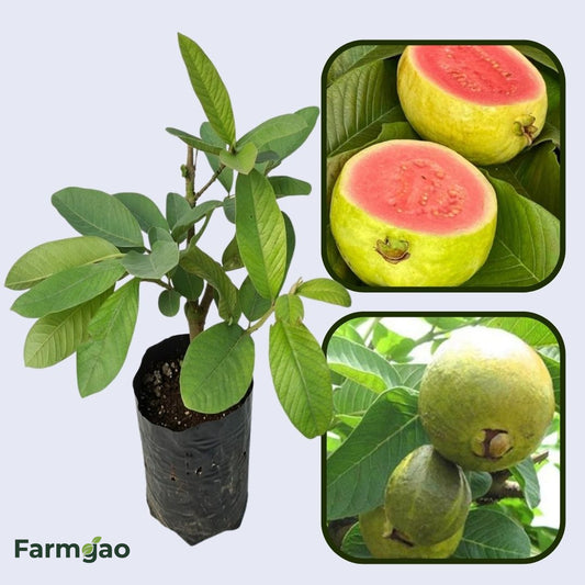 Sunrise Pink Guava Air Layered Healthy Fruit Plant