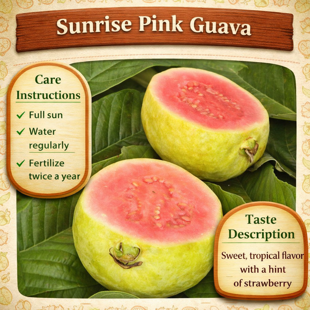 Sunrise Pink Guava Air Layered Healthy Fruit Plant