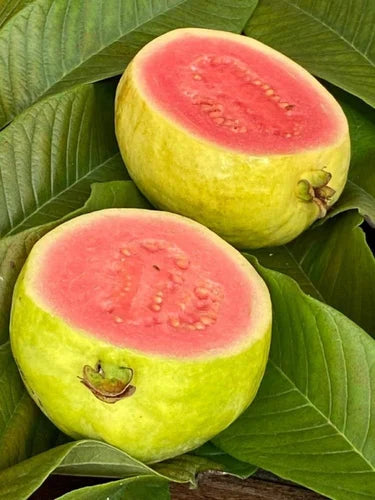 Sunrise Pink Guava Air Layered Healthy Fruit Plant