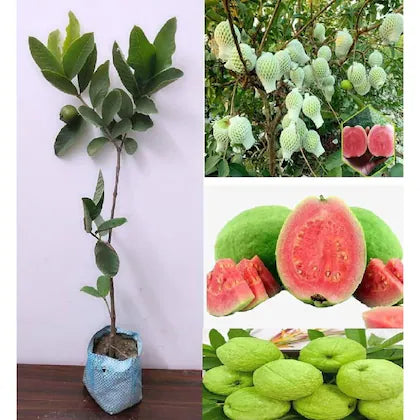 Sunrise Pink Guava Air Layered Healthy Fruit Plant