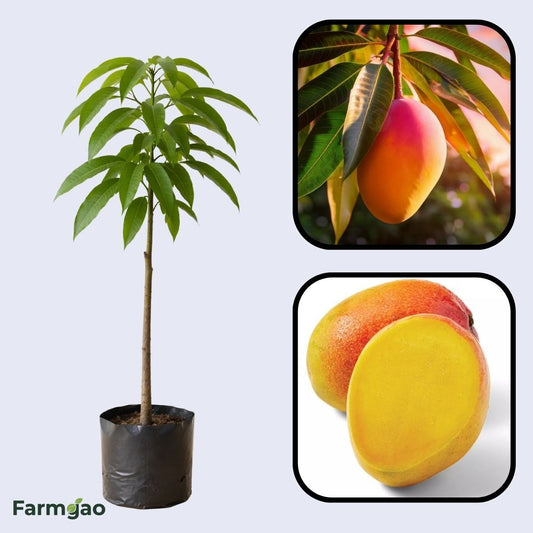 Sunset Mango Aam Grafted Healthy Fruit Plant