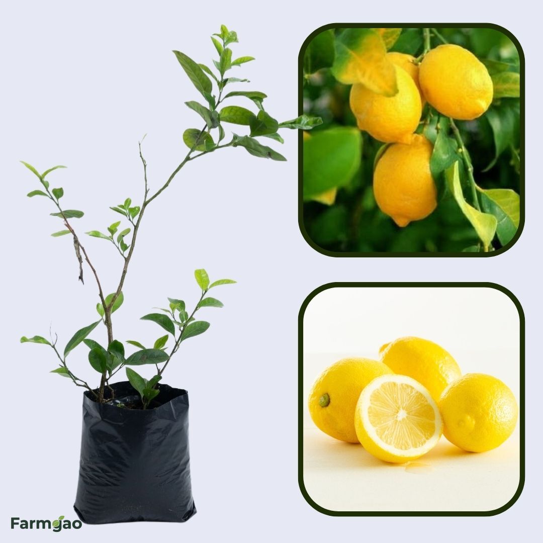 Super Gold Lemon Plant Live Nimbu Tree Kagzi Lemon Citrus Limon Fruit Plant