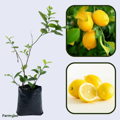Super Gold Lemon Plant Live Nimbu Tree Kagzi Lemon Citrus Limon Fruit Plant