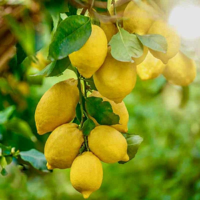 Super Gold Lemon Plant Live Nimbu Tree Kagzi Lemon Citrus Limon Fruit Plant