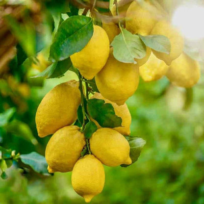 Super Gold Lemon Plant Live Nimbu Tree Kagzi Lemon Citrus Limon Fruit Plant