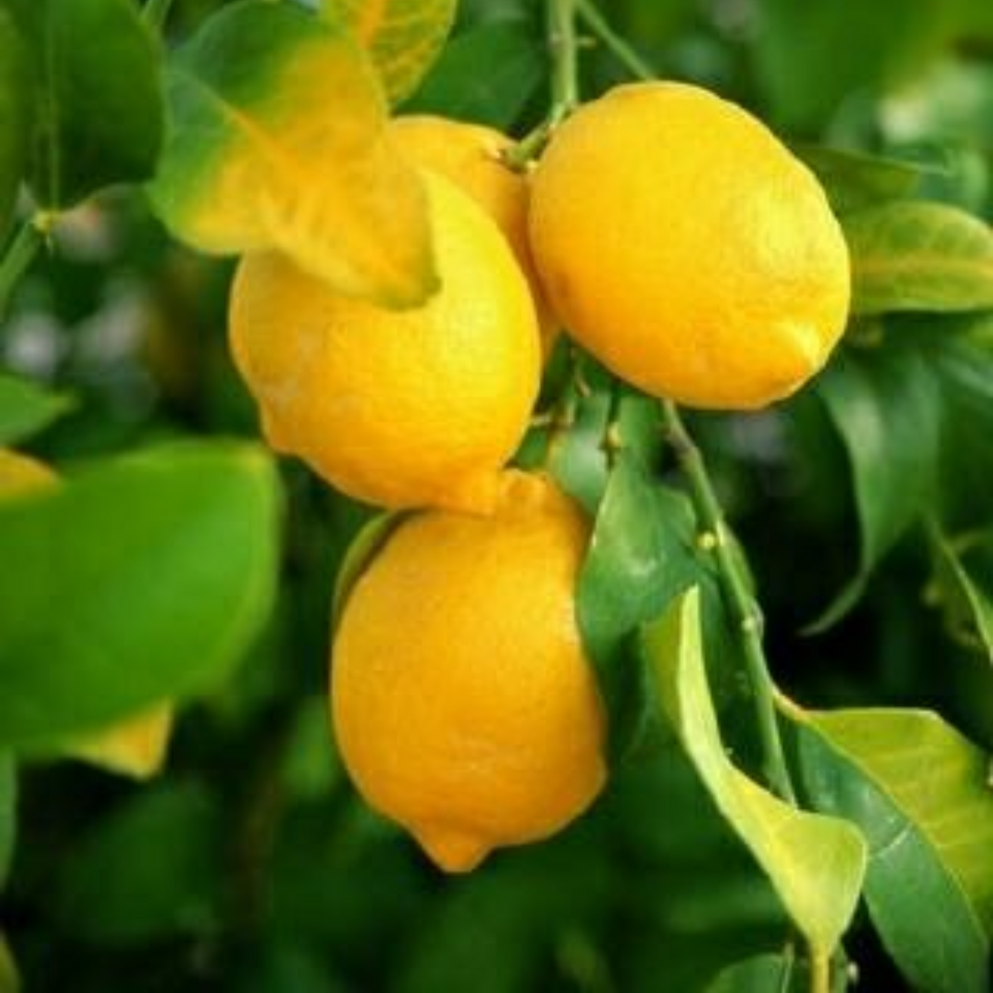 Super Gold Lemon Plant Live Nimbu Tree Kagzi Lemon Citrus Limon Fruit Plant