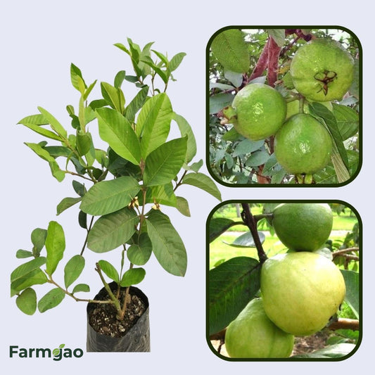 Super Kimju Guava Air Layered Healthy Fruit Plant