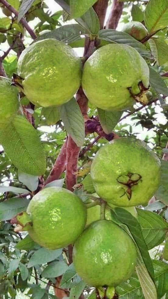 Super Kimju Guava Air Layered Healthy Fruit Plant