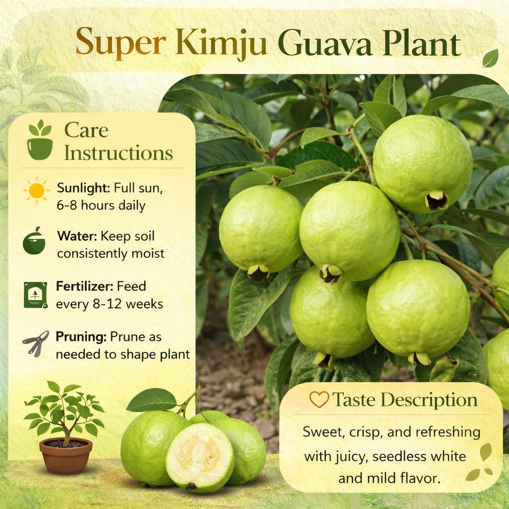 Super Kimju Guava Air Layered Healthy Fruit Plant