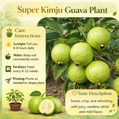 Super Kimju Guava Air Layered Healthy Fruit Plant