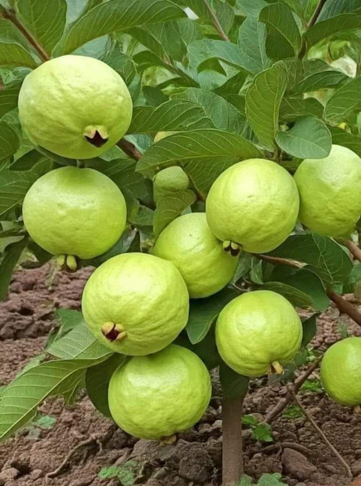 Super Kimju Guava Air Layered Healthy Fruit Plant