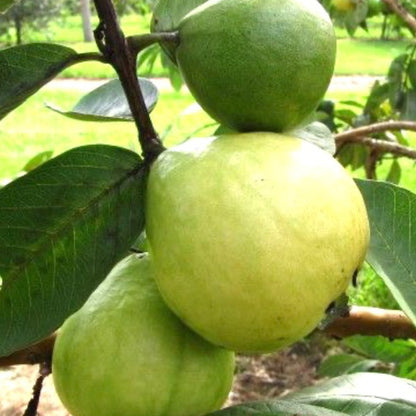 Super Kimju Guava Air Layered Healthy Fruit Plant