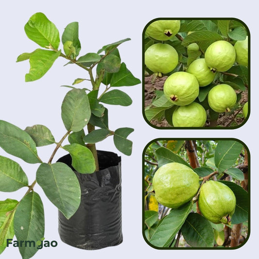 Suprema Blanca Guava  Air Layered Healthy Fruit Plant