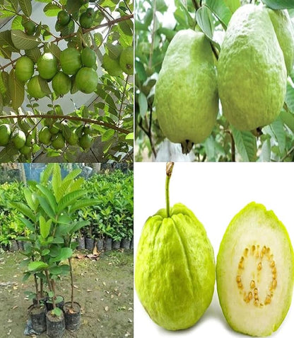 Suprema Blanca Guava  Air Layered Healthy Fruit Plant