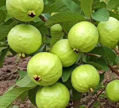 Suprema Blanca Guava  Air Layered Healthy Fruit Plant