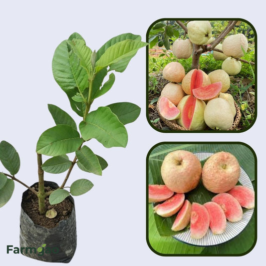 Suprema Roja Guava Air Layered Healthy Fruit Plant