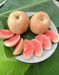 Suprema Roja Guava Air Layered Healthy Fruit Plant