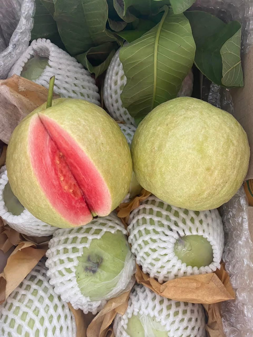 Suprema Roja Guava Air Layered Healthy Fruit Plant