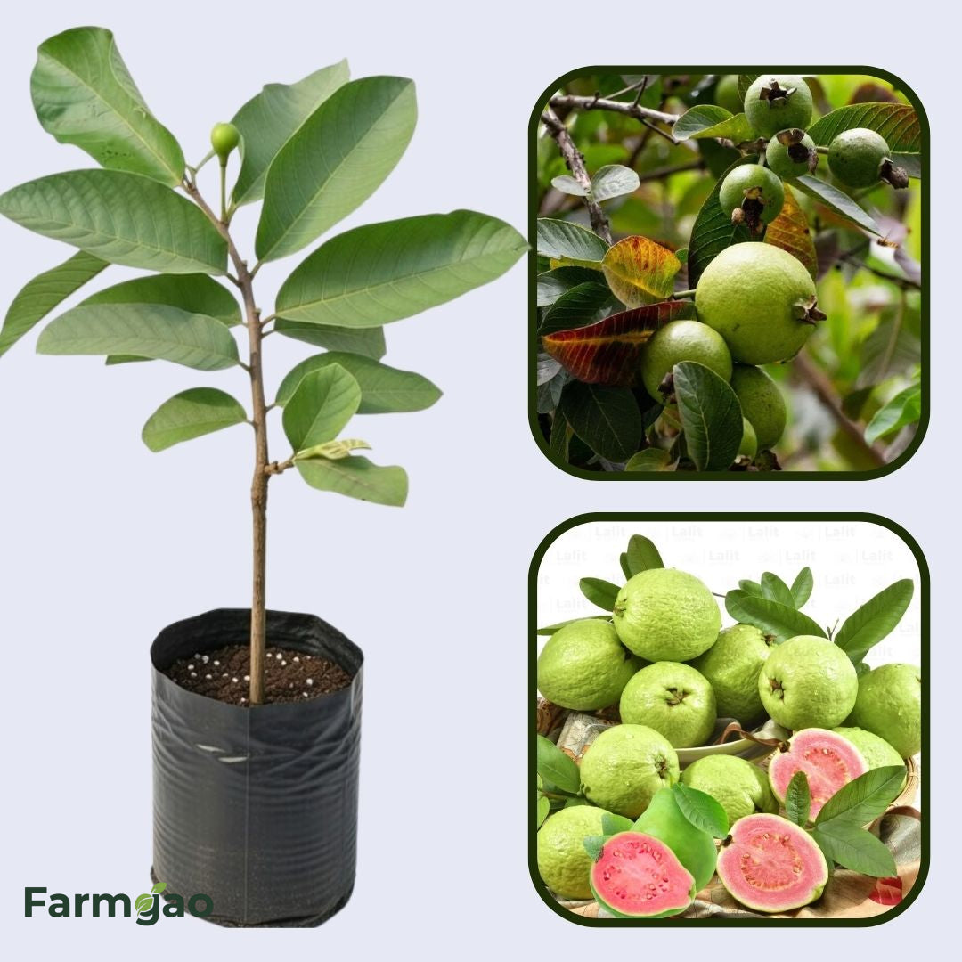 Supreme Guava Air Layered Healthy Fruit Plant