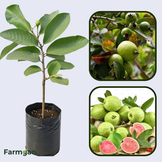 Supreme Guava Air Layered Healthy Fruit Plant