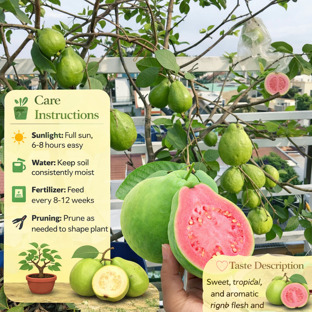 Supreme Guava Air Layered Healthy Fruit Plant