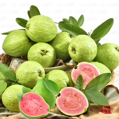 Supreme Guava Air Layered Healthy Fruit Plant
