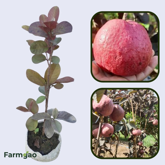 Surinam Red Guava Air Layered Healthy Fruit Plant