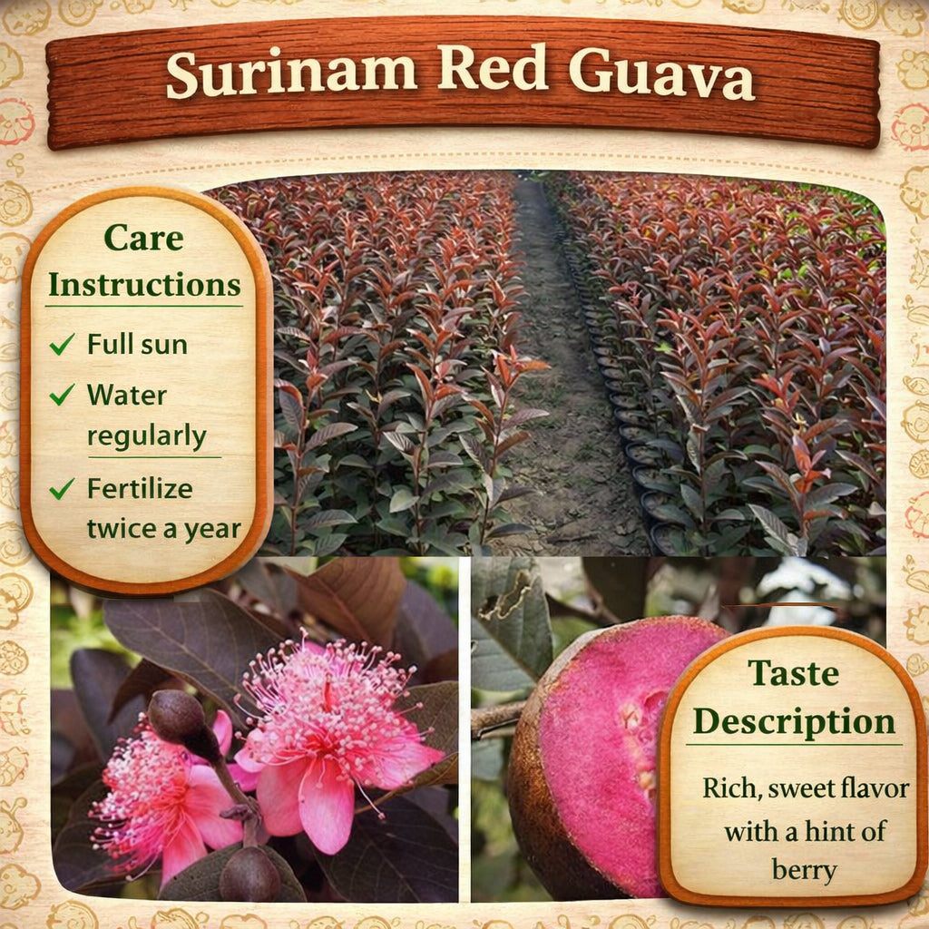 Surinam Red Guava Air Layered Healthy Fruit Plant