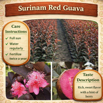 Surinam Red Guava Air Layered Healthy Fruit Plant
