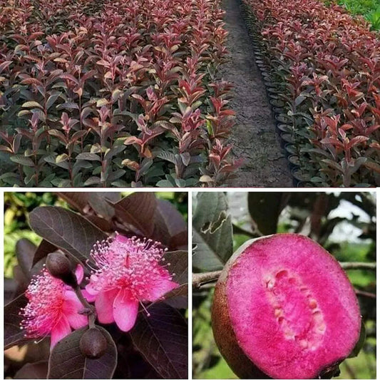 Surinam Red Guava Air Layered Healthy Fruit Plant