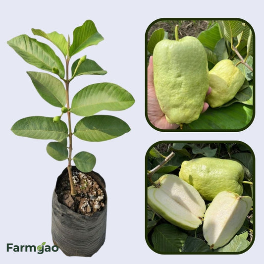 Surinam White Guava Air Layered Healthy Fruit Plant