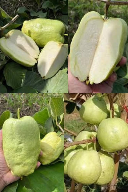Surinam White Guava Air Layered Healthy Fruit Plant