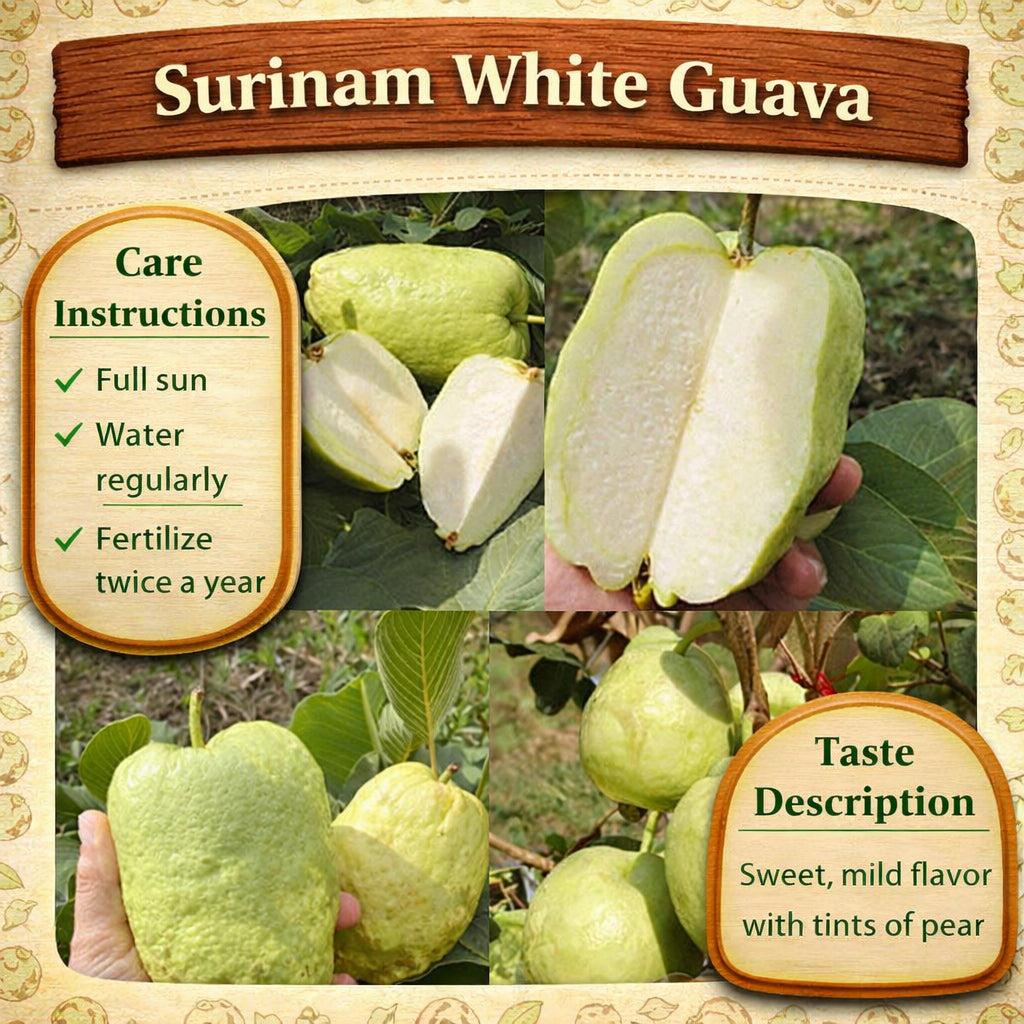 Surinam White Guava Air Layered Healthy Fruit Plant