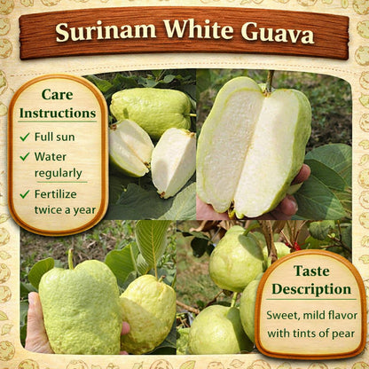 Surinam White Guava Air Layered Healthy Fruit Plant