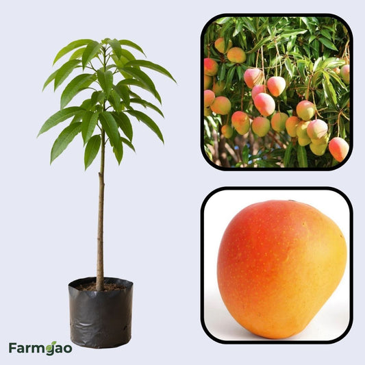 Suvarnarekha Mango Aam Grafted Healthy Fruit Plant
