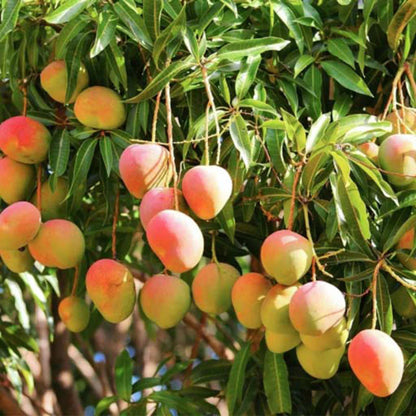 Suvarnarekha Mango Aam Grafted Healthy Fruit Plant