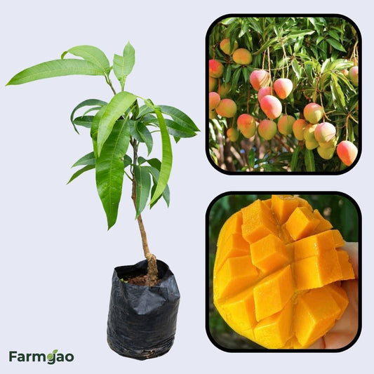 Swarnarekha Mango Aam Grafted Healthy Fruit Plant