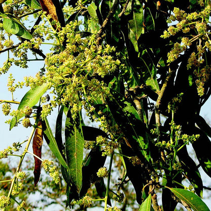 Swarnarekha Mango Aam Grafted Healthy Fruit Plant
