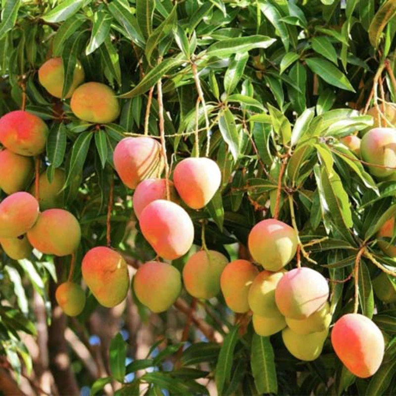 Swarnarekha Mango Aam Grafted Healthy Fruit Plant
