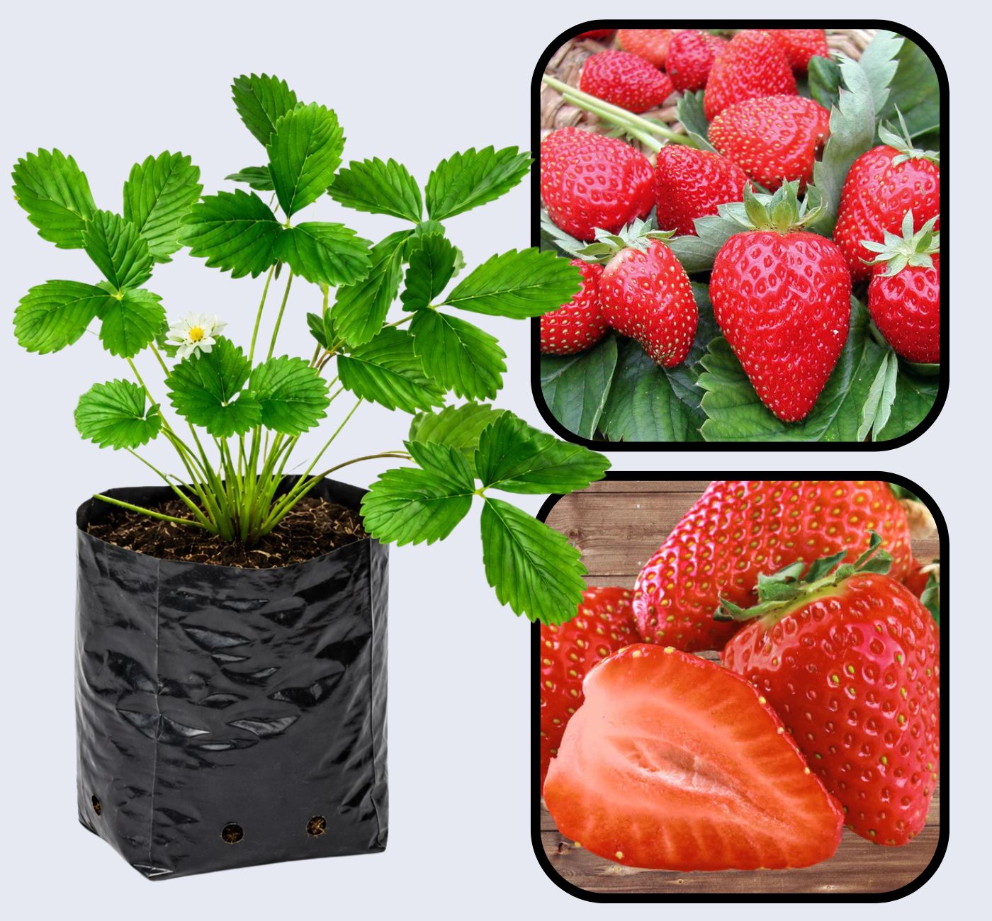 Sweet Charlie Strawberry Healthy Sweet Home Garden Kitchen Garden Terrace Balcony Fruit Plant
