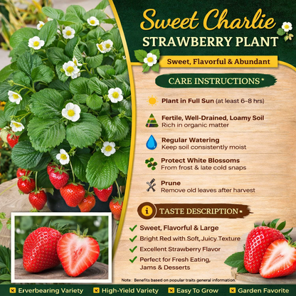 Sweet Charlie Strawberry Healthy Sweet Home Garden Kitchen Garden Terrace Balcony Fruit Plant
