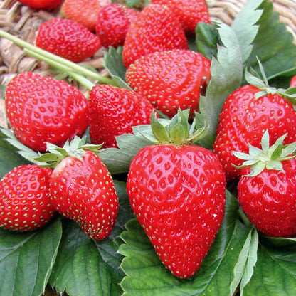 Sweet Charlie Strawberry Healthy Sweet Home Garden Kitchen Garden Terrace Balcony Fruit Plant