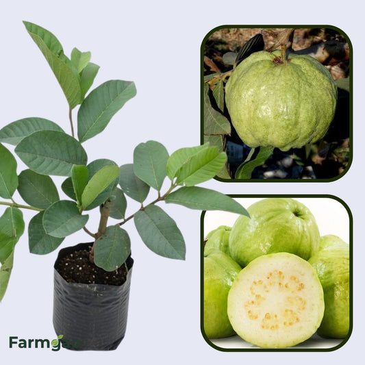 Sweet Giant Guava Air Layered Healthy Fruit Plant