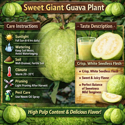 Sweet Giant Guava Air Layered Healthy Fruit Plant