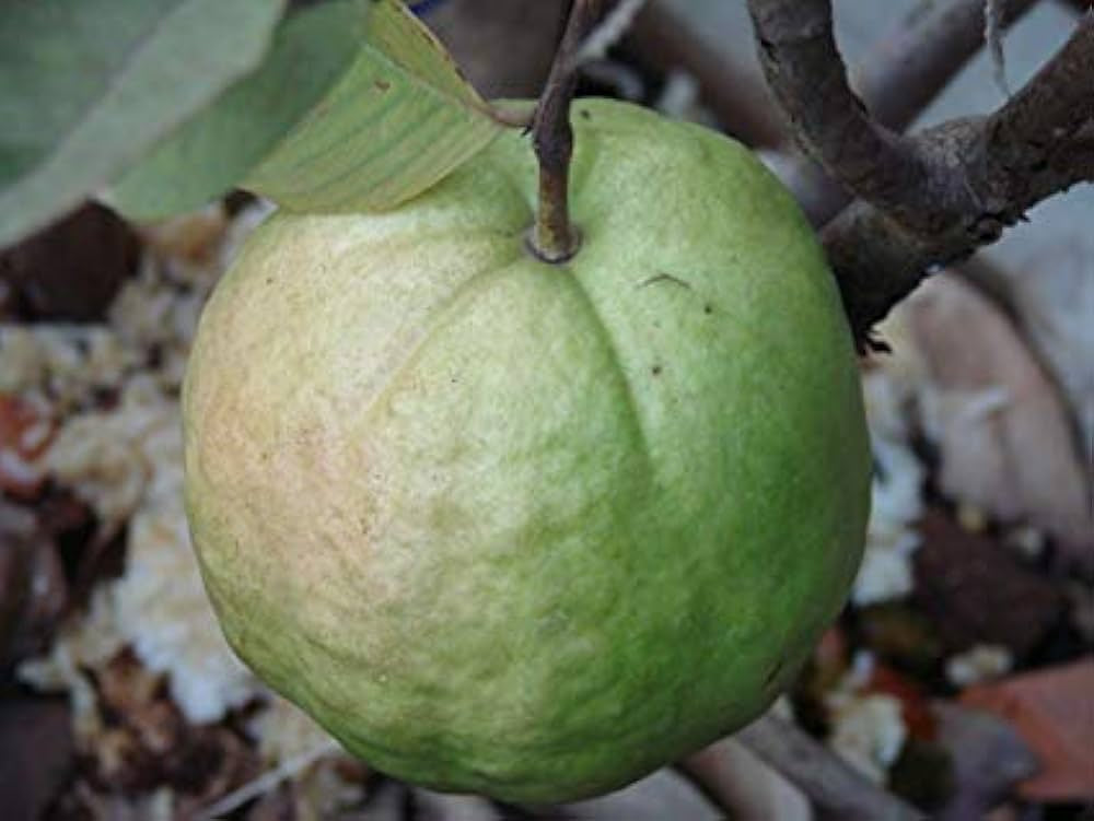 Sweet Giant Guava Air Layered Healthy Fruit Plant